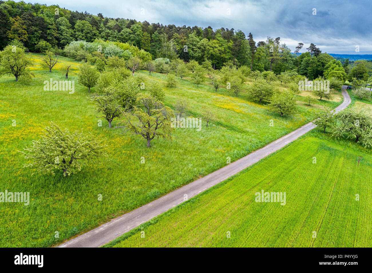 Germania Baden-Wuerttemberg, Sveva foresta della Franconia, Rems-Murr-Kreis, vista aerea di prato con disseminati di alberi da frutta e strada Foto Stock