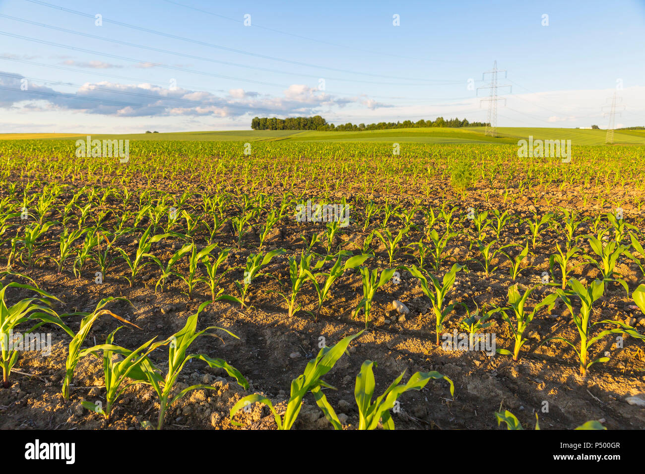 Austria, Innviertel, campo con piante Foto Stock