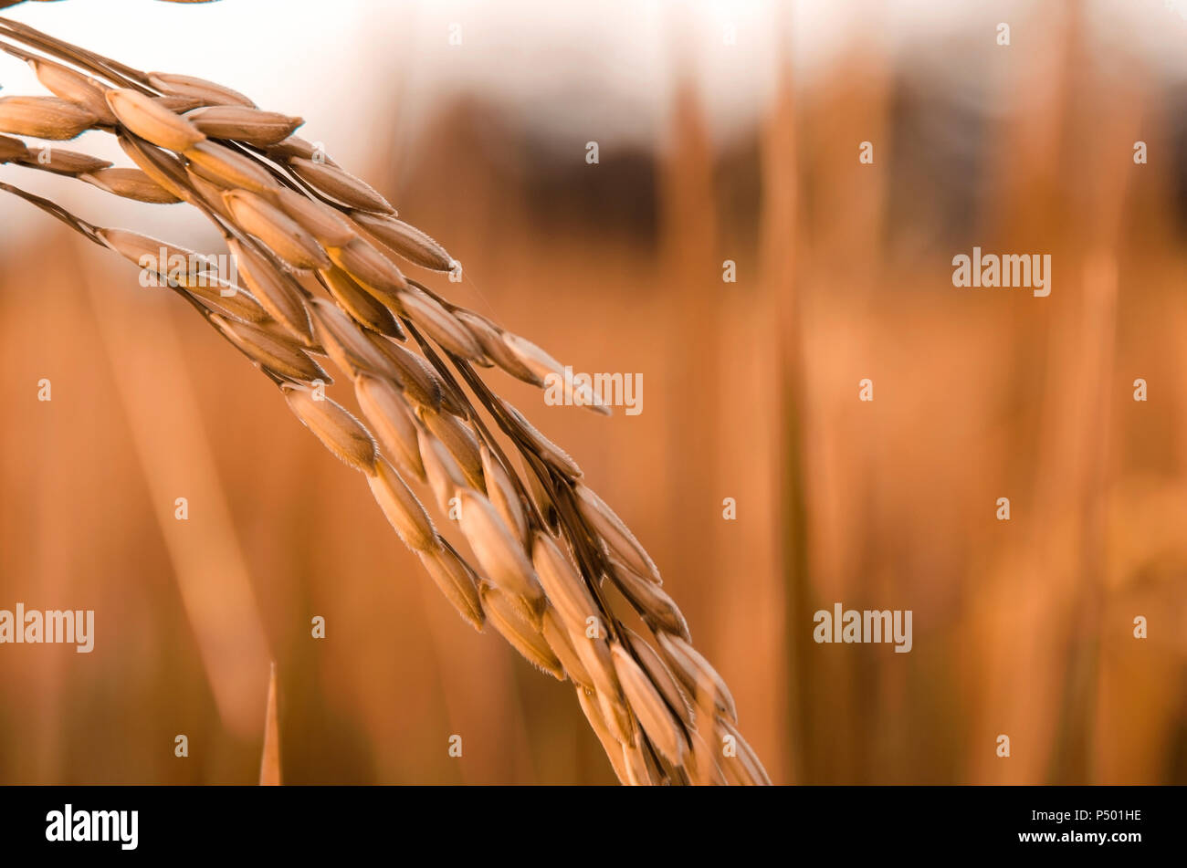 Close up di risone e la carta da parati le sementi di riso nella farm, organico campo di riso con verde e oro risone, coltivazione di piante e agricoltura wit Foto Stock