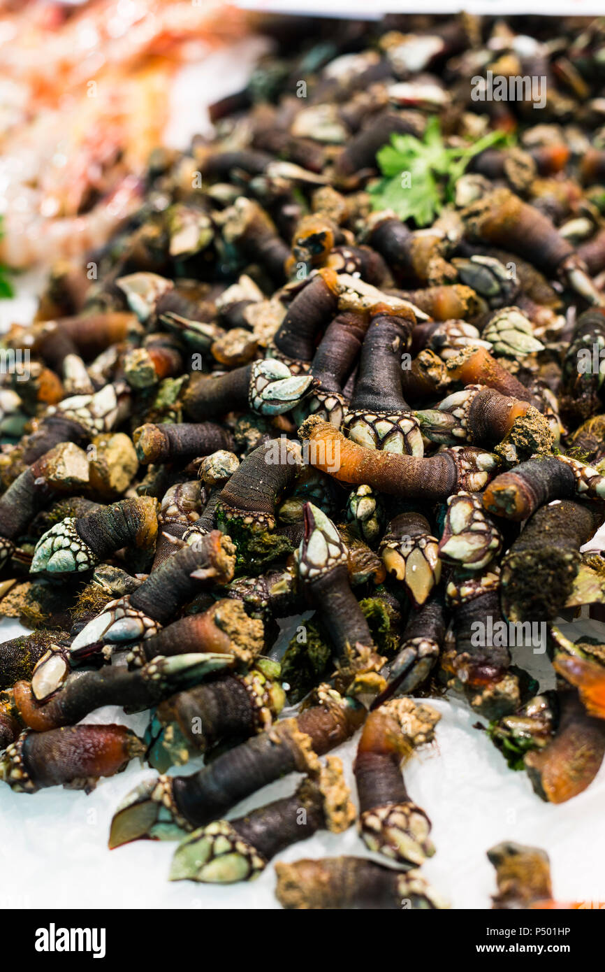 Barnacles dell'oca Foto Stock