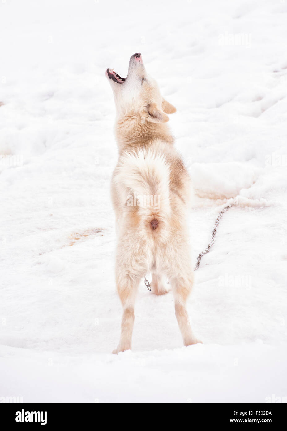 La Groenlandia, urlando husky Foto Stock