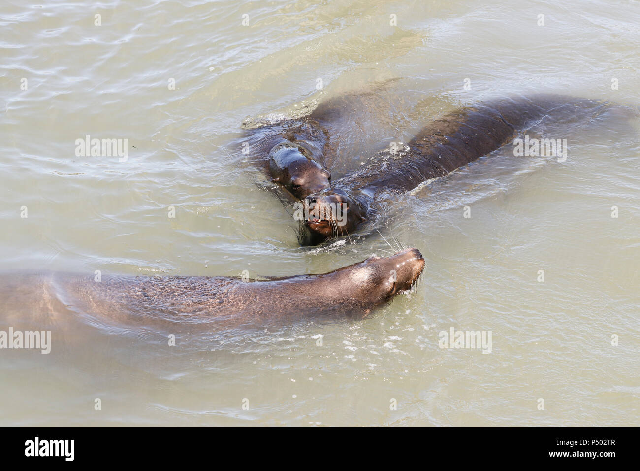 Tre leoni di mare intorno a nuoto in mare. I leoni di mare a San Francisco Pier 39 Fisherman Wharf è diventata una grande attrazione turistica. Foto Stock
