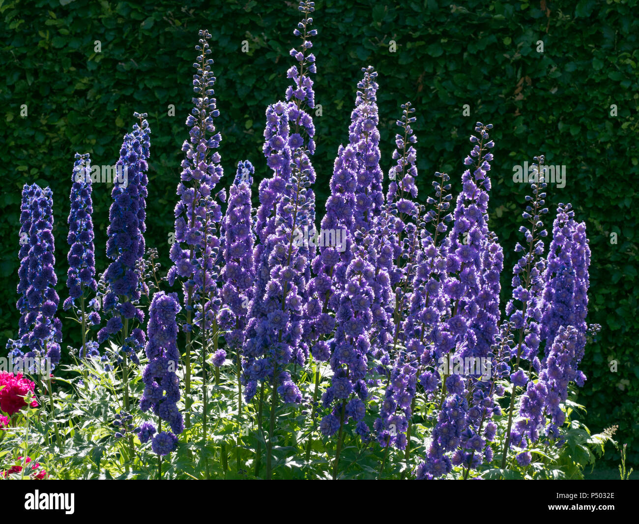 Delphinium " Bolero" Foto Stock