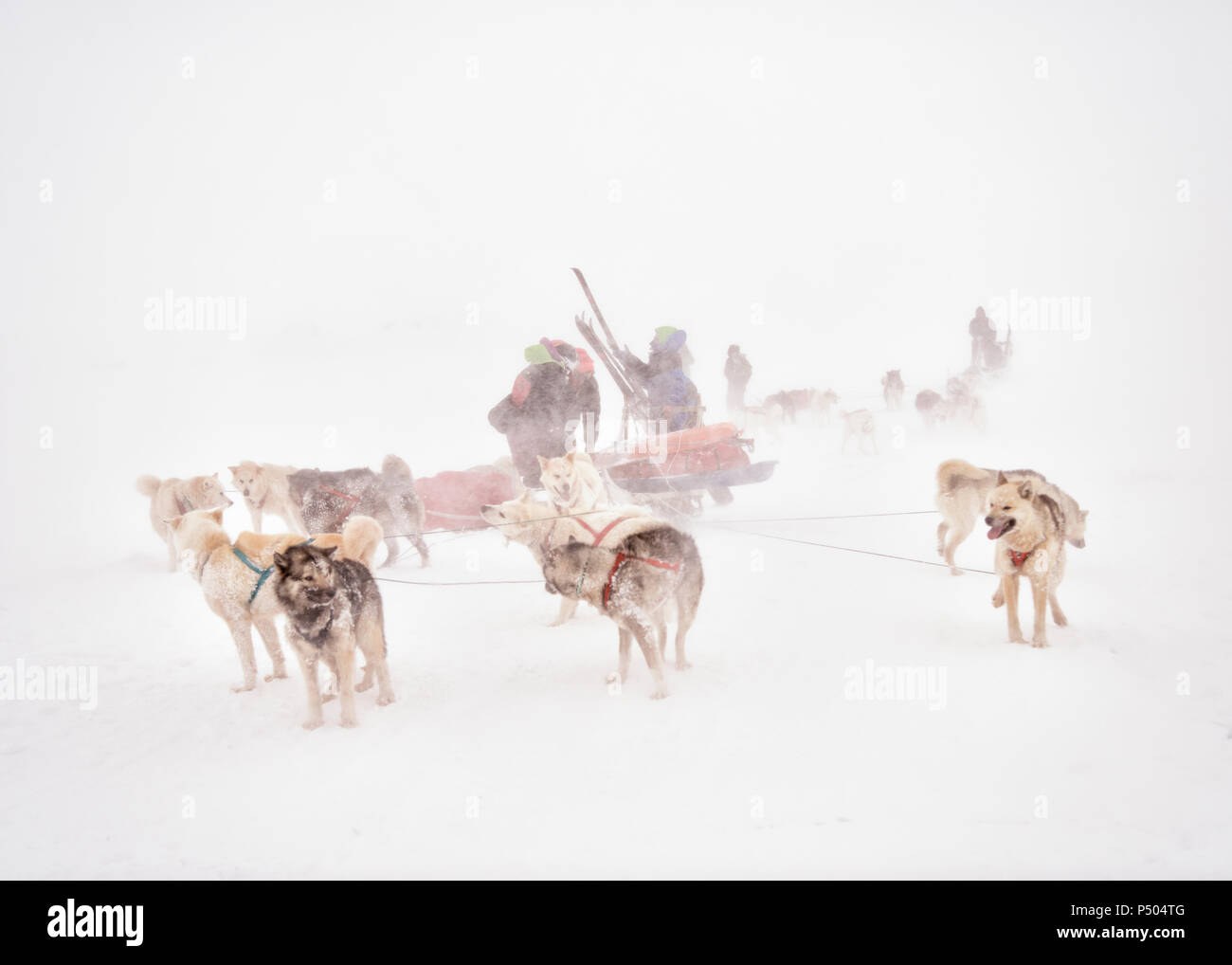 La Groenlandia, ski tourer e huskies Foto Stock