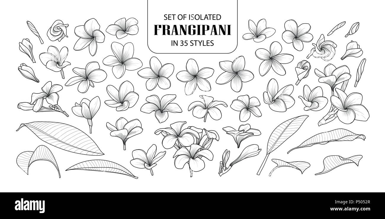 Impostare isolate di frangipani in 35 stili. Carino disegnato a mano fiore illustrazione vettoriale nel contorno nero e il piano bianco su sfondo bianco. Illustrazione Vettoriale
