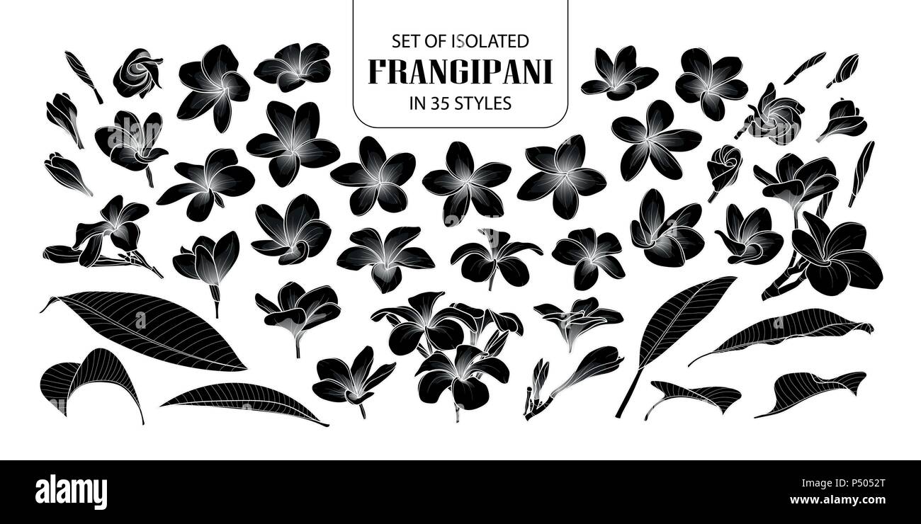 Set di silhouette isolato frangipani in 35 stili. Carino disegnato a mano fiore illustrazione vettoriale nel profilo bianco e nero piano su sfondo bianco. Illustrazione Vettoriale