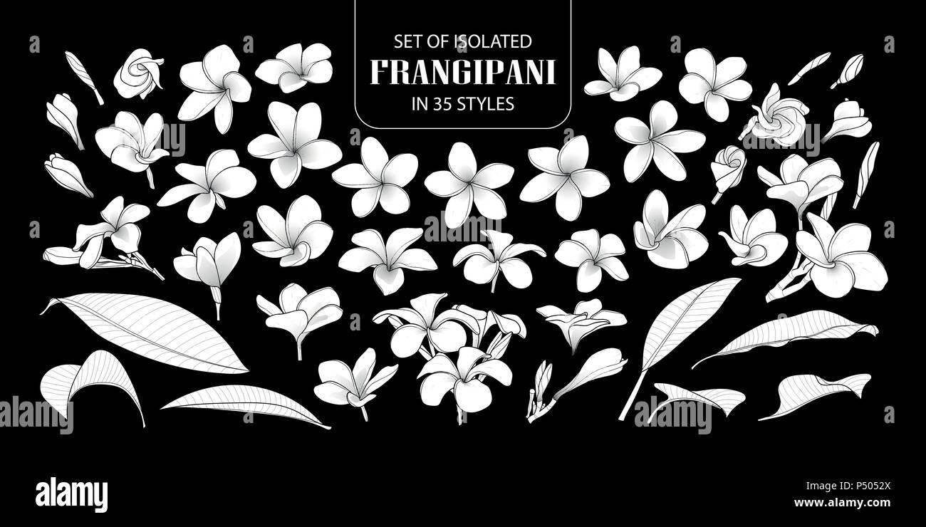 Set di isolato silhouette bianca frangipani in 35 stili. Carino disegnato a mano fiore illustrazione vettoriale nel piano bianco senza contorno su nero backgroun Illustrazione Vettoriale
