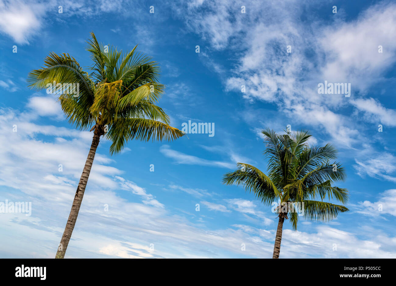 Palme fotografati contro un luminoso cielo blu nel Borneo, Malaysia Foto Stock