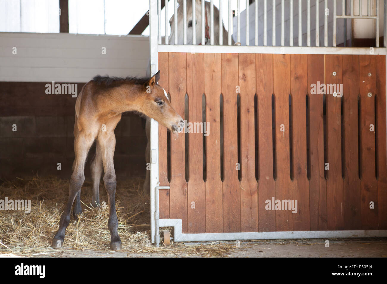 Un puledro è muto shakily accanto alla madre e guarda fuori del box per cavallo Foto Stock