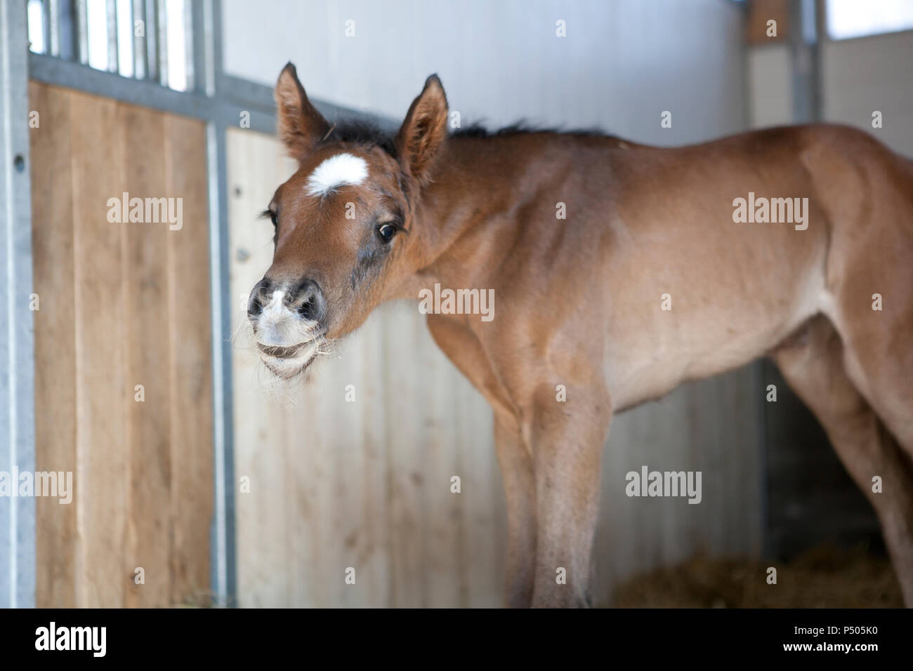 Un puledro è muto shakily accanto alla madre e guarda fuori del box per cavallo Foto Stock