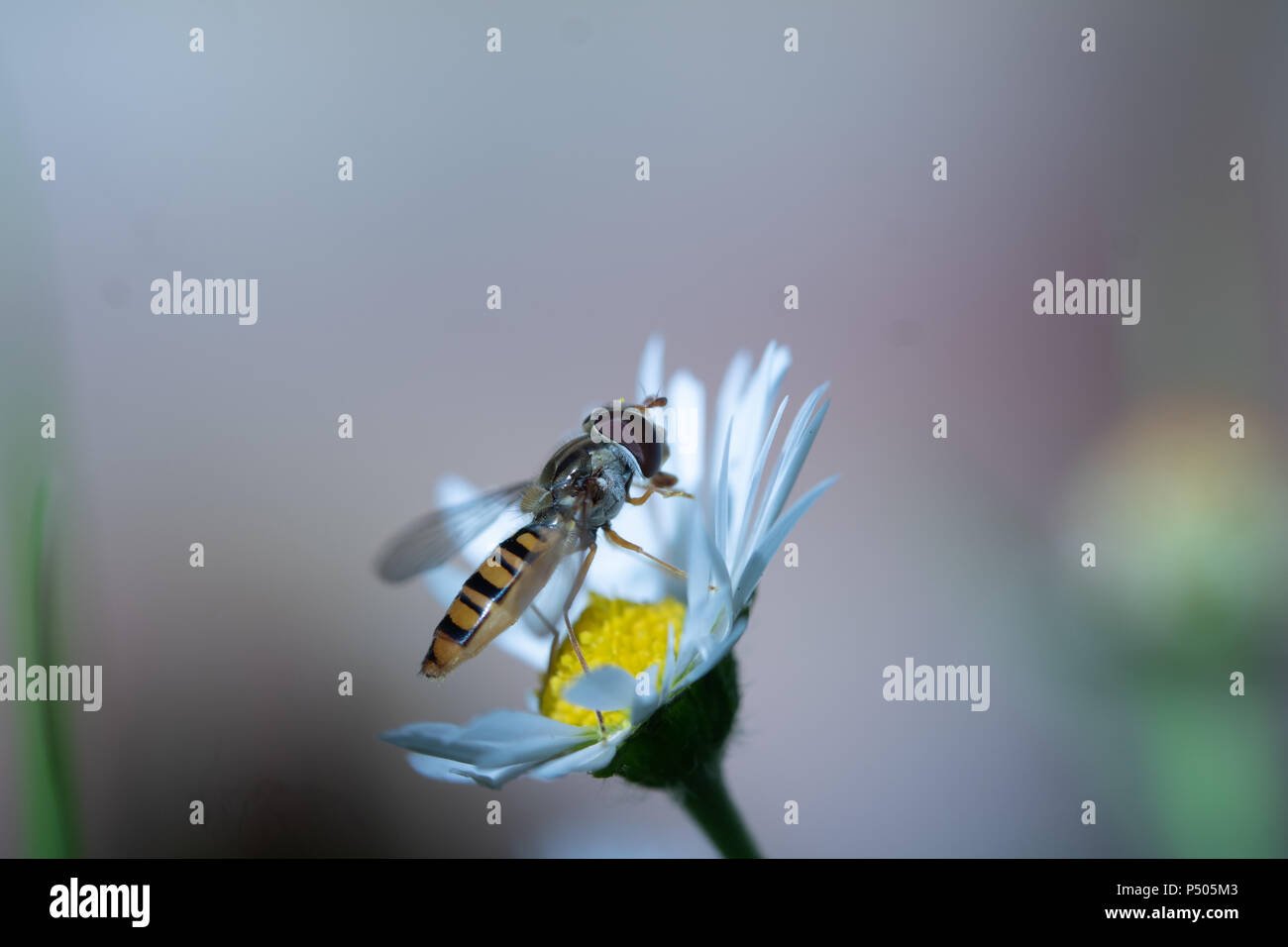 Hoverfly poggiante su una margherita. Foto Stock