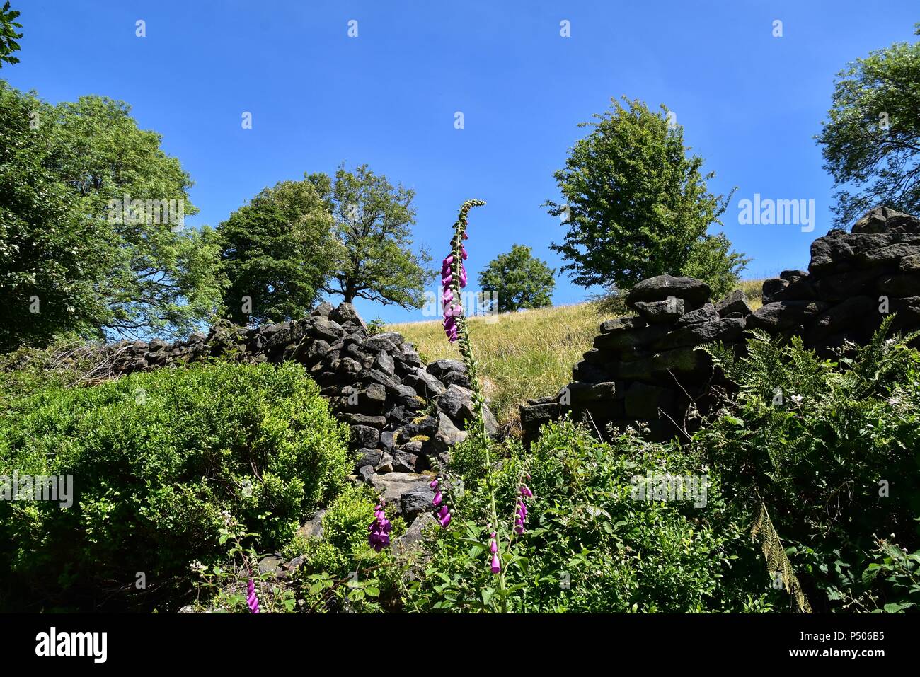 Foxglove e una stalattite parete. Foto Stock