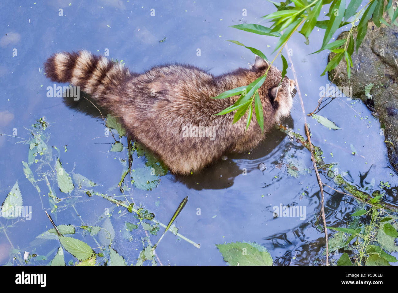 Raccoon in acqua, parco zoo di Gaia, Kerkrade, Paesi Bassi. Foto Stock