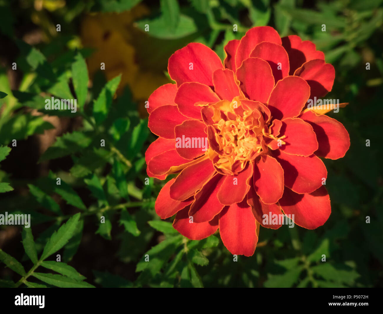 Tagetes patula. Il francese tagete vicino fino in giardino. Foto Stock