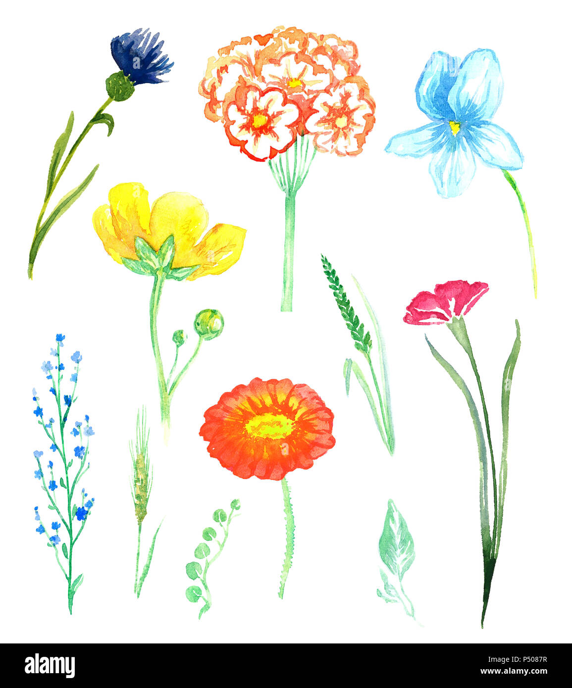 Set di fiori selvatici: campanule, viole, buttercup, dimenticare-me, Fiordaliso (foresta e fiori di prato), isolata dipinte a mano illustrazione ad acquerello Foto Stock