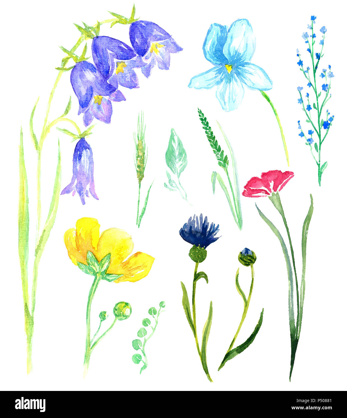 Set di fiori selvatici: campanule, viole, dimenticare-me, Fiordaliso (foresta e fiori di prato), isolata dipinte a mano illustrazione ad acquerello Foto Stock