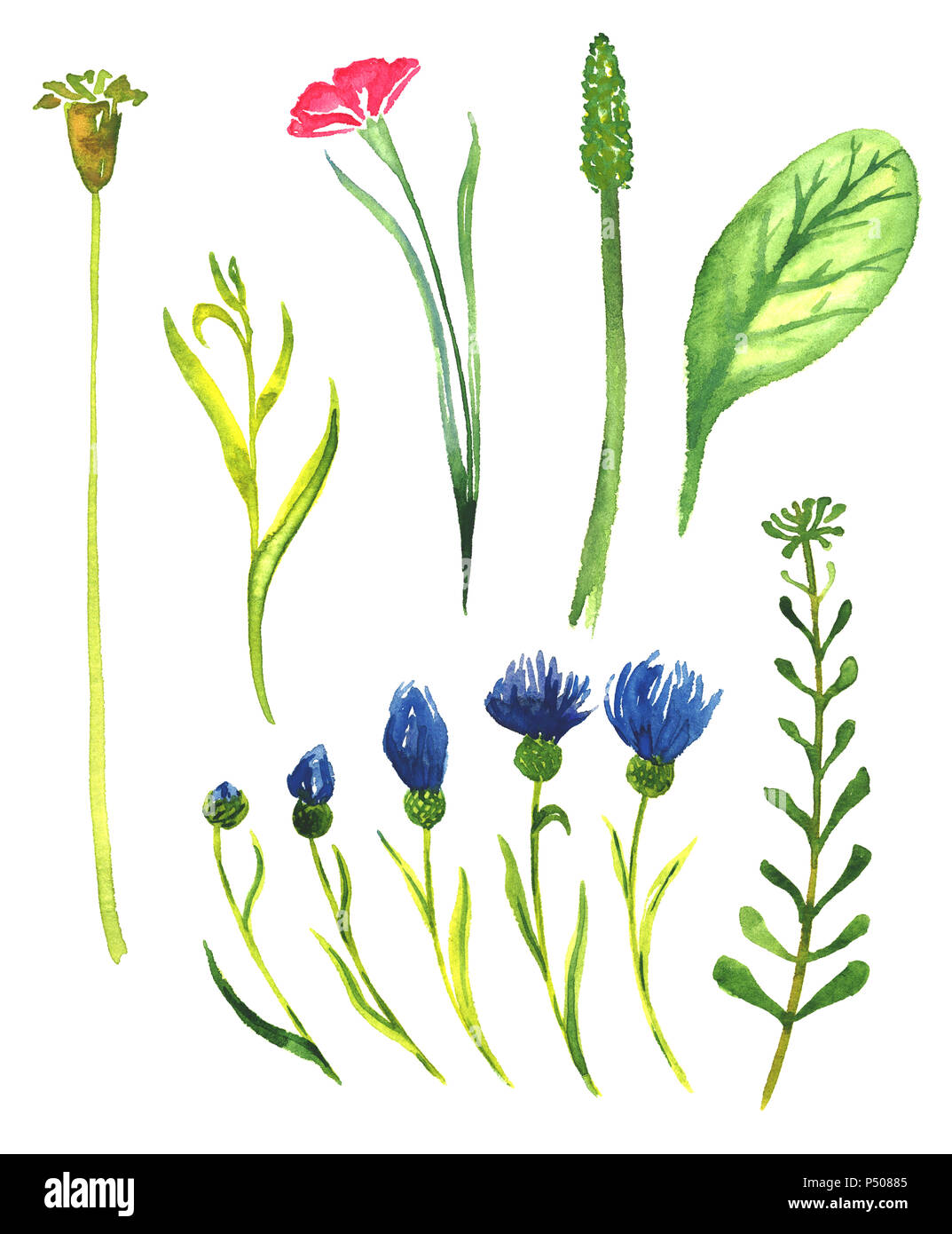 Set di fiori e foglie (forest e fiori di prato), isolata dipinte a mano illustrazione ad acquerello in stile morbido Foto Stock