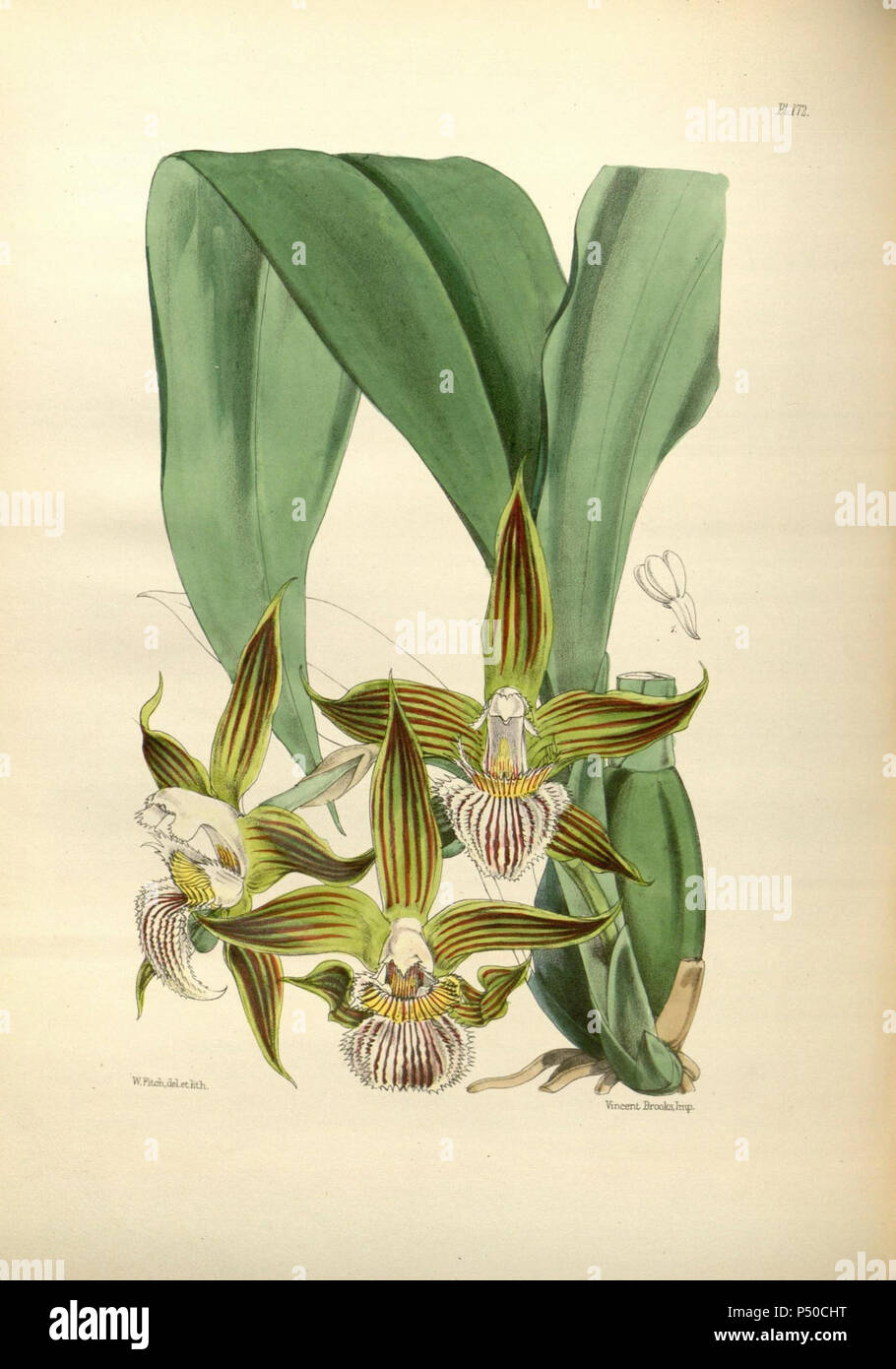 172 un secondo secolo di piante orchidacee (8361594290). Foto Stock