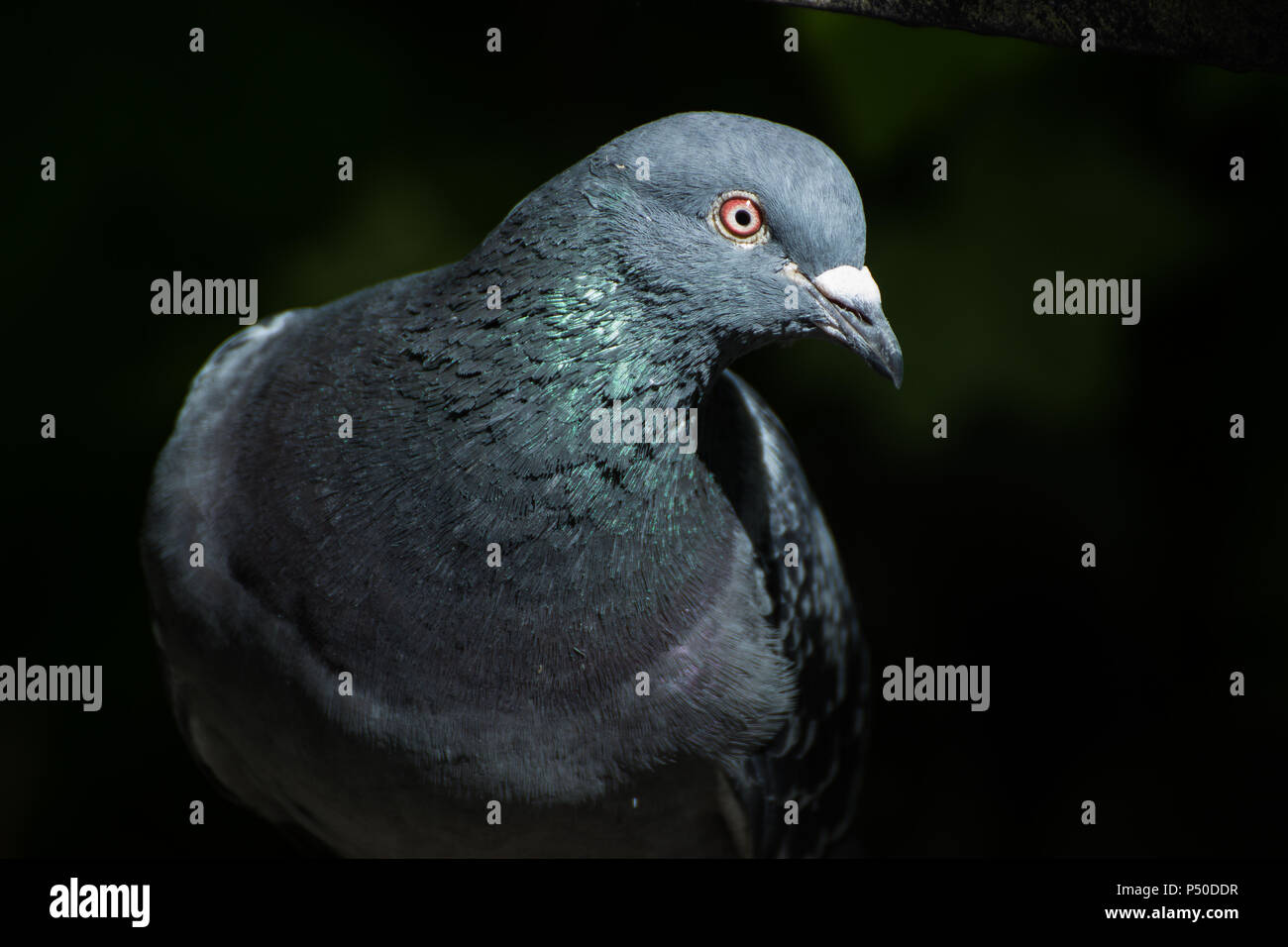 Close up di un piccione preso ai Giardini Botanici a Glasgow Foto Stock