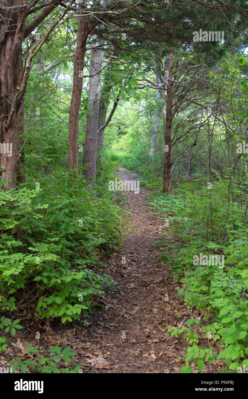 La palude trail a pascolo Crowes in Oriente Dennis, Massachusetts il Cape Cod, STATI UNITI D'AMERICA Foto Stock