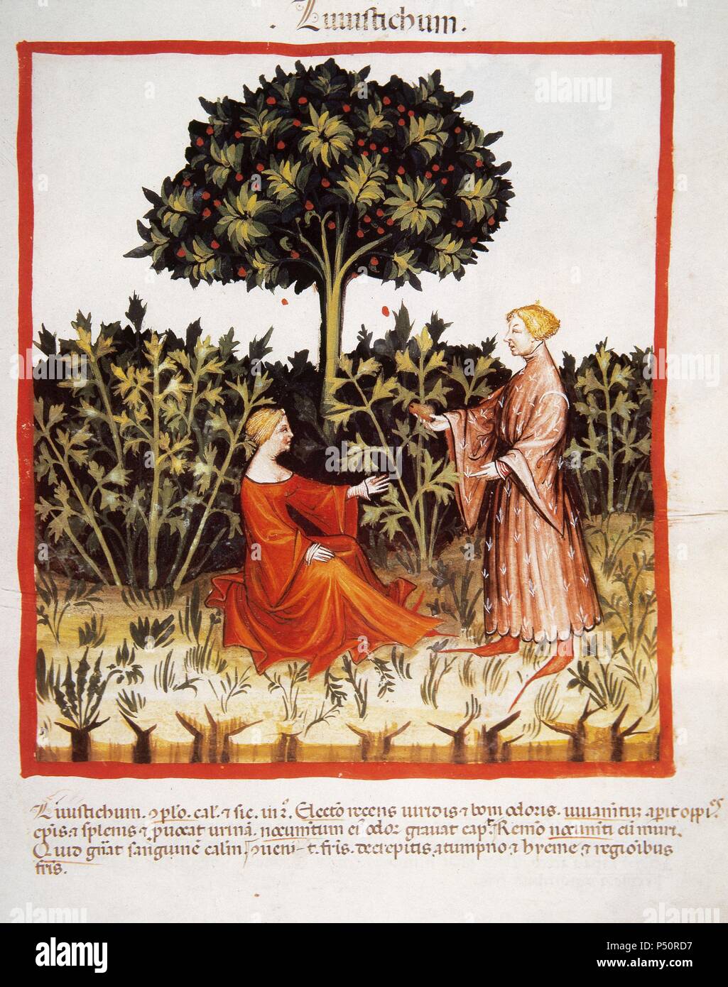 Tacuinum Sanitatis. Salute medievale Handbook, datata prima del 1400, sulla base di osservazioni di ordine medico che dettaglia gli aspetti più importanti di prodotti alimentari, bevande e abbigliamento. Giovane con una piantagione di sedano selvatico. Miniatura. Folio 36r. Foto Stock