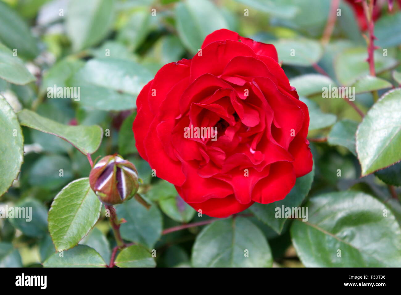 Grande fiore rosa rossa accanto al piccolo chiuso bocciolo di rosa su grosse foglie verdi sullo sfondo Foto Stock