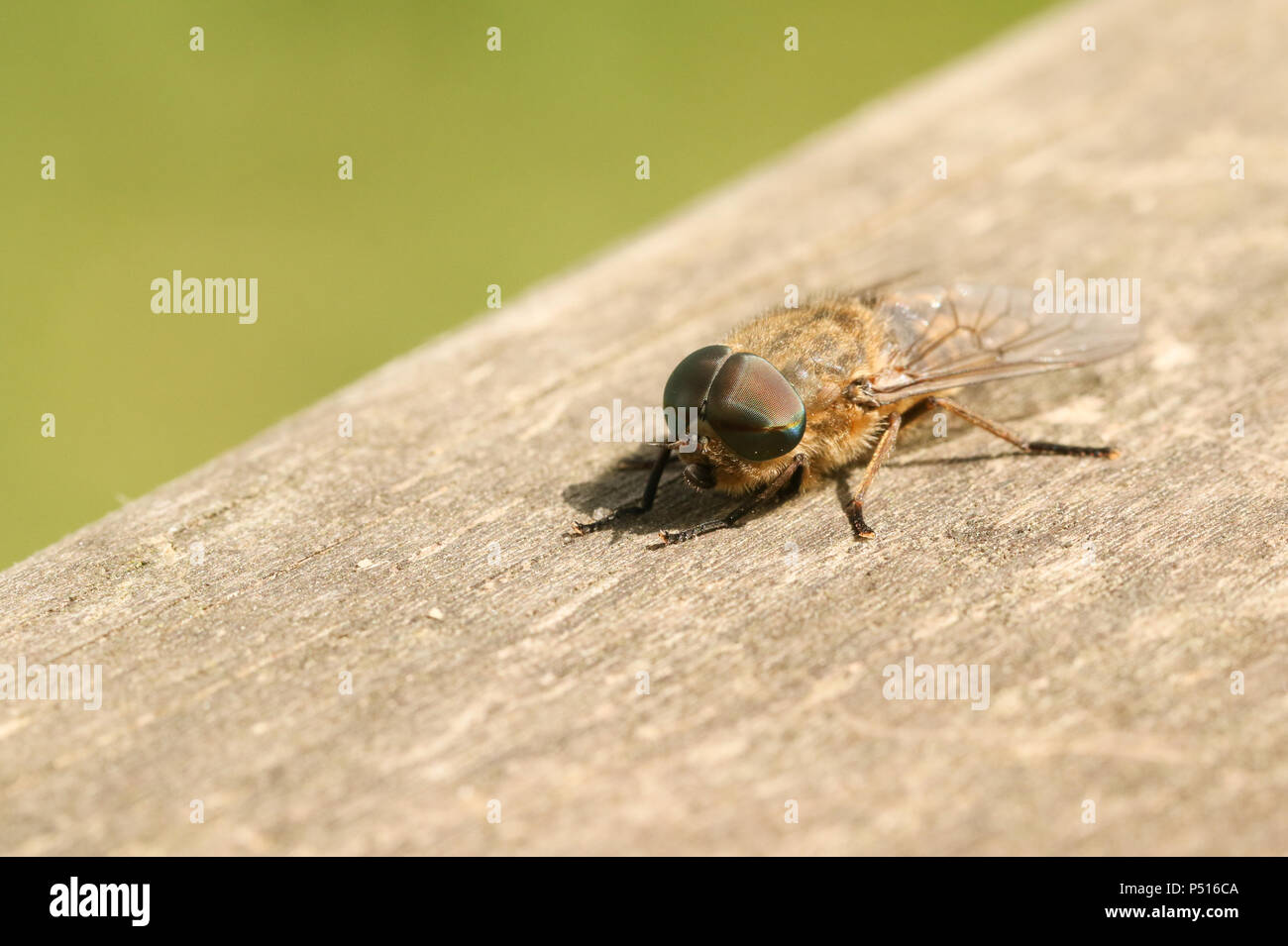 Una stretta di caccia-winged Horsefly (Tabanus maculicornis) appollaiate su una staccionata di legno nel bosco. Foto Stock