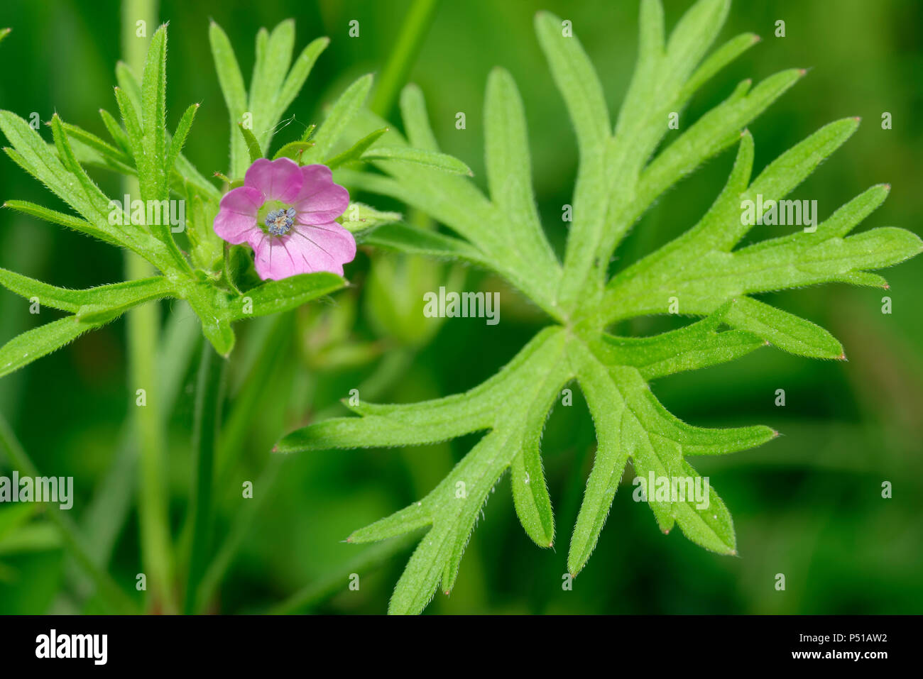 Cut-lasciato della gru-bill - Geranium dissectum fiore foglia & Foto Stock