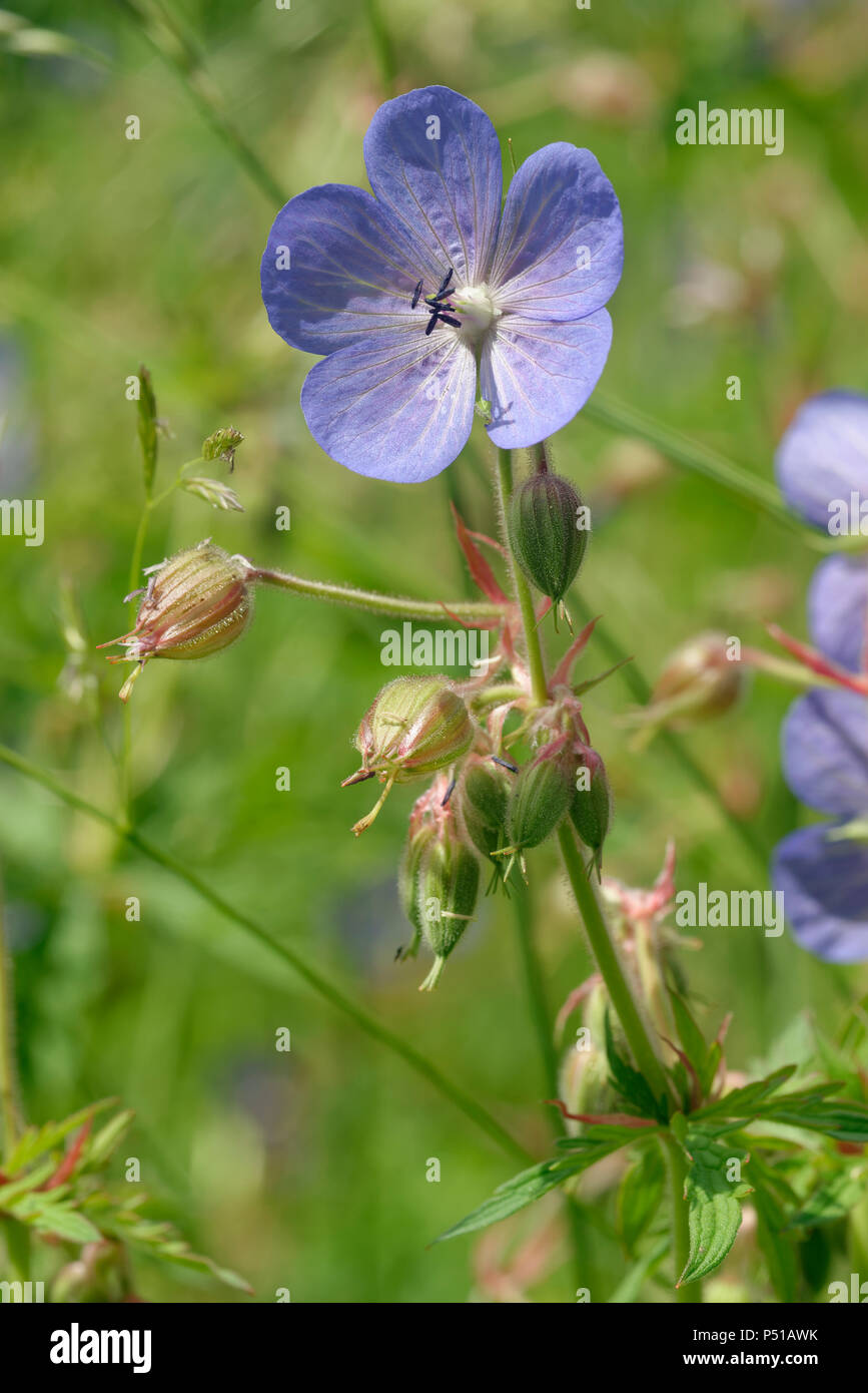 Prato Cranesbill - Geranium pratense fiore & gemme Foto Stock