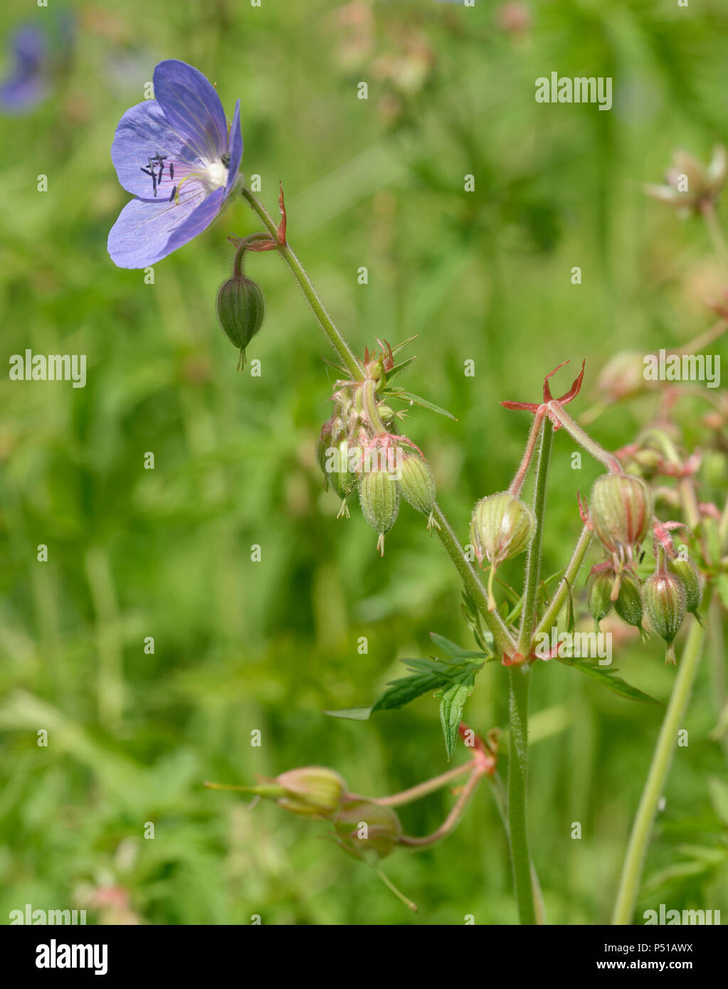 Prato Cranesbill - Geranium pratense fiore & gemme Foto Stock