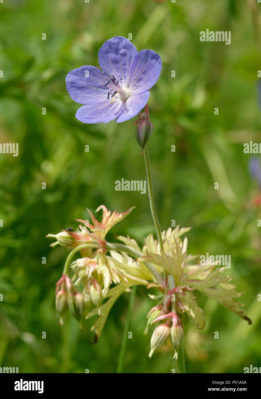 Prato Cranesbill - Geranium pratense fiore & gemme Foto Stock