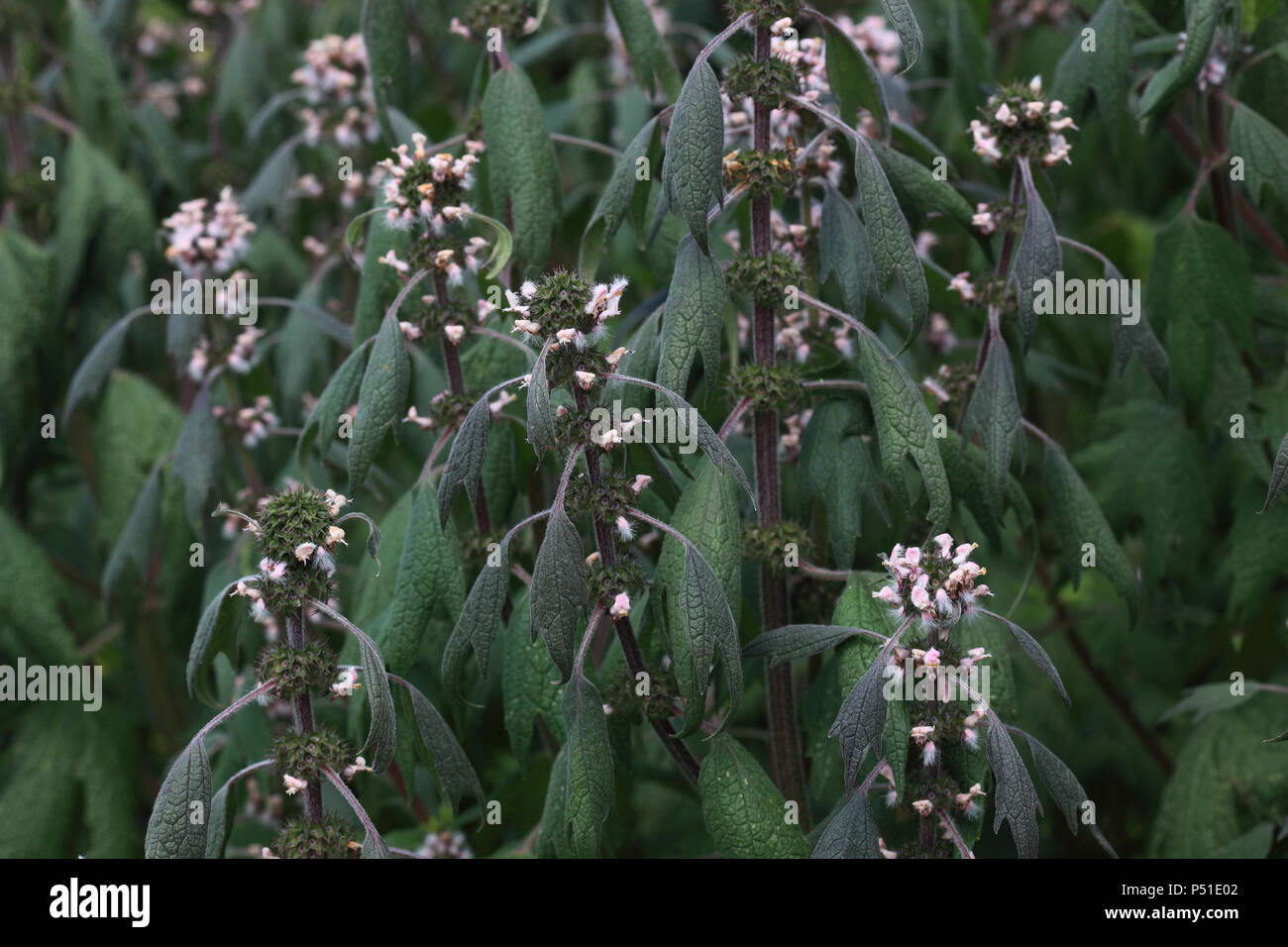 Leonurus cardiaca, noto come motherwort, è una pianta perenne pianta, pianta medicinale Foto Stock