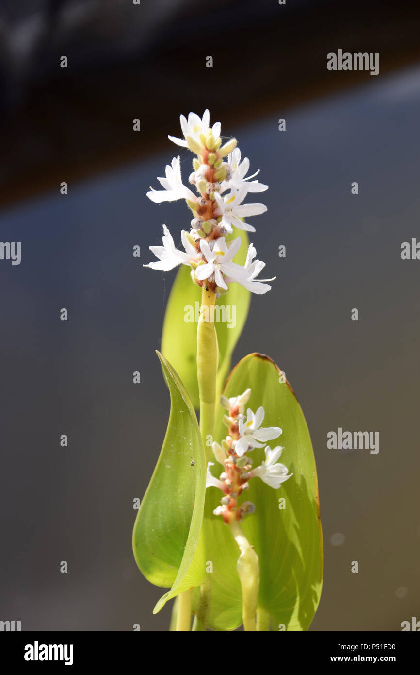 Variante bianca del pickerel infestante di piante di acquitrini, pontederia cordata alba, pickerelweed pickerel o weed accesa dall'inizio estate sun Foto Stock