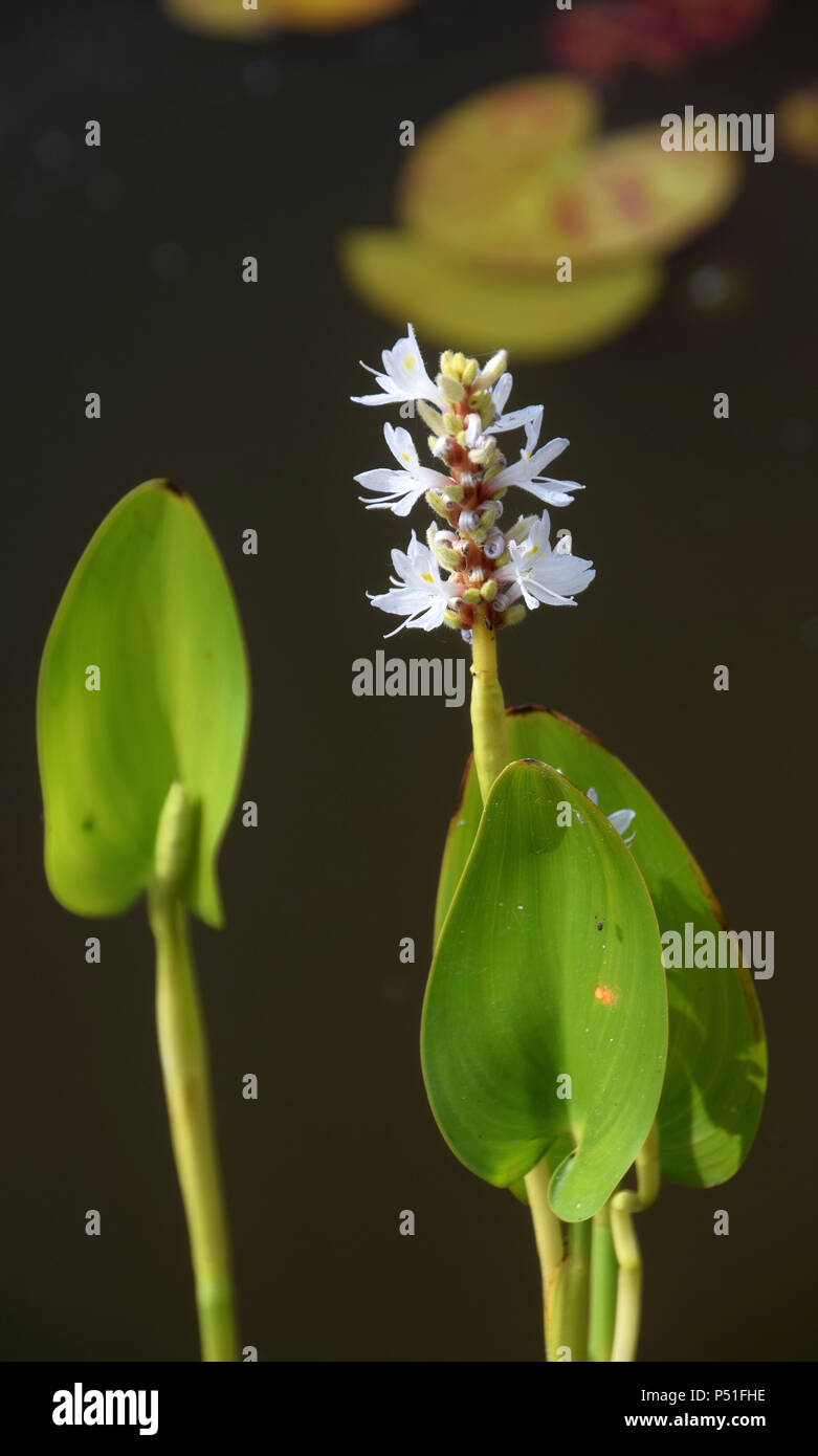 Pickerelweed bianco in un laghetto in giardino, pontederia cordata alba, pickerelweed pickerel o weed accesa dall'inizio estate sun Foto Stock