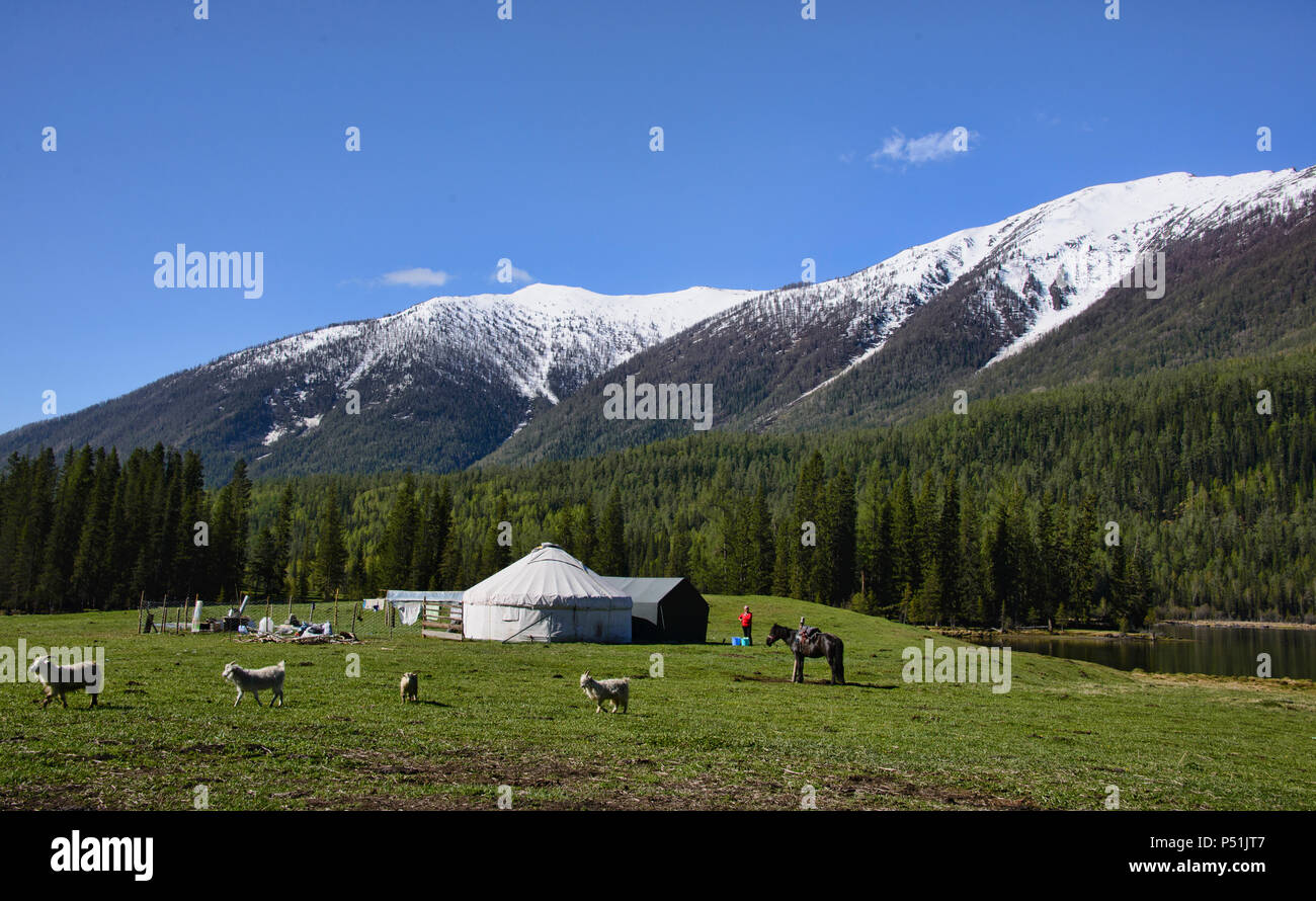 Home sulla gamma; yurta al Lago Kanas National Park, Xinjiang, Cina Foto Stock