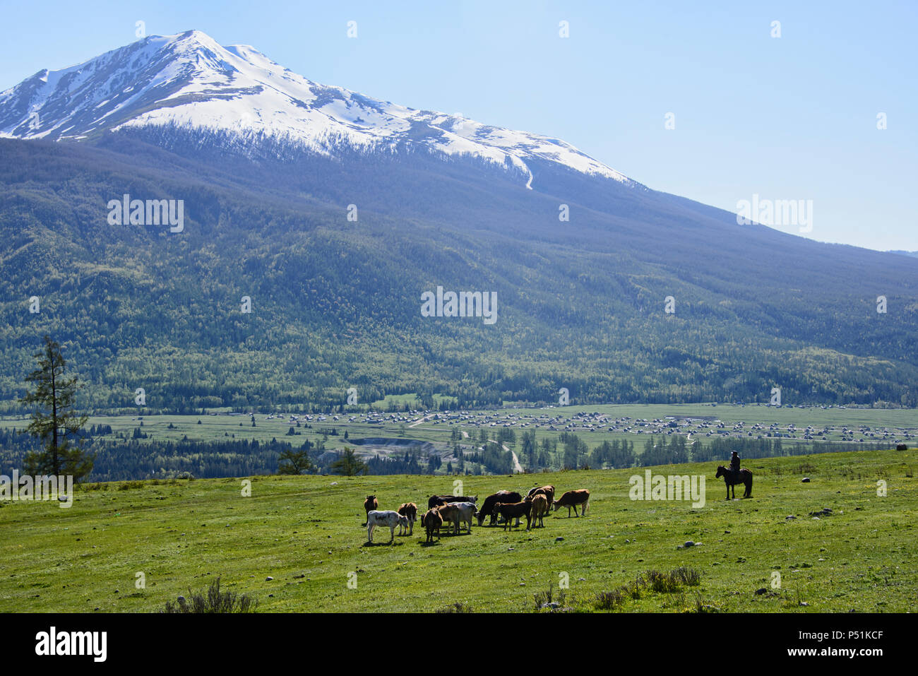 Il kazako cavalli al Lago Kanas National Park, Xinjiang, Cina Foto Stock