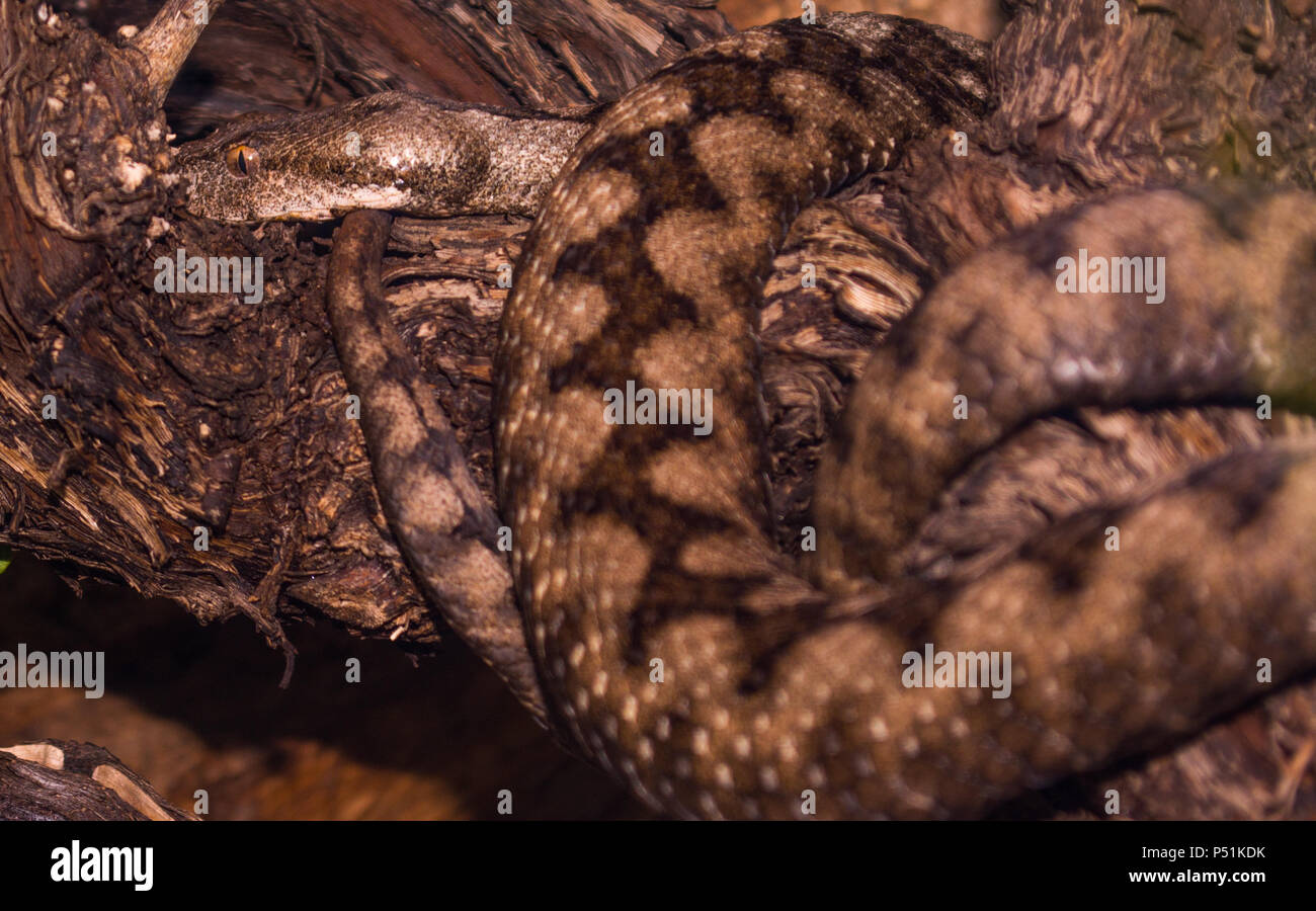 Avvisatore acustico naso viper snake Foto Stock