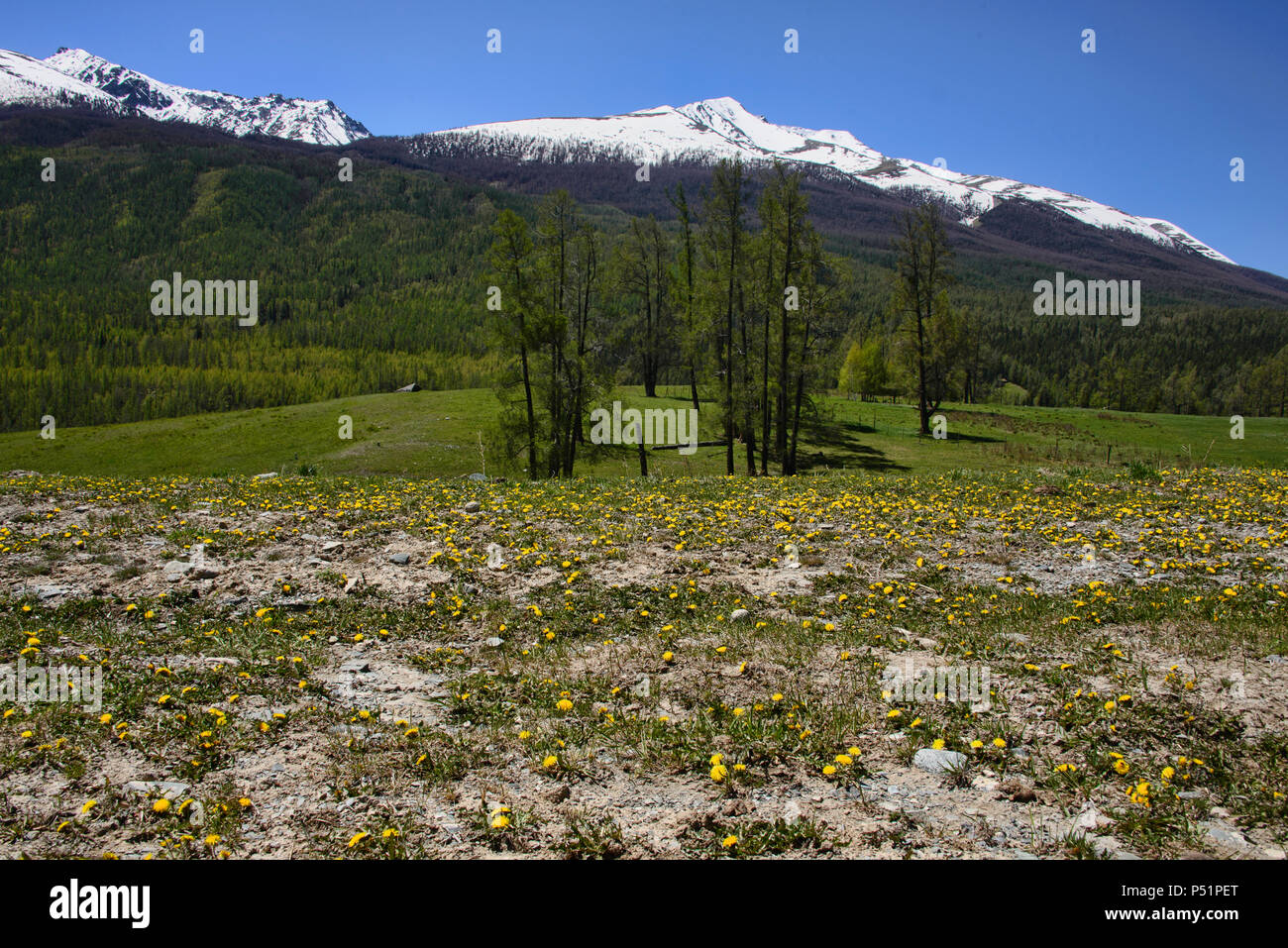 Splendidi paesaggi del nord al Lago Kanas National Park, Xinjiang, Cina Foto Stock