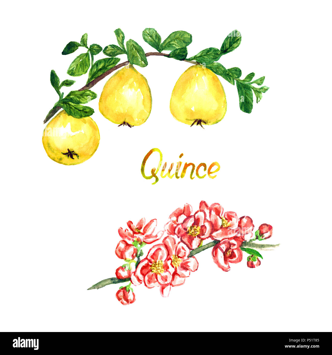 Mela Cotogna Ramo Con Fiori E Frutta Isolato Dipinte A Mano Illustrazione Ad Acquerello Foto Stock Alamy