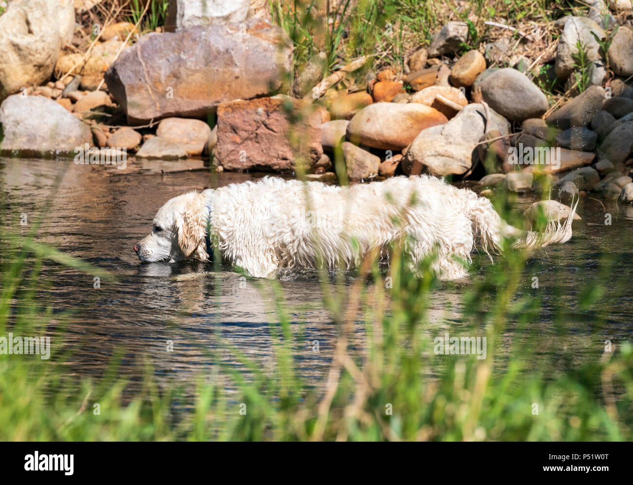 Color platino Golden Retriever cane giocando in po' Arkansas River su una centrale di Colorado Ranch; USA Foto Stock