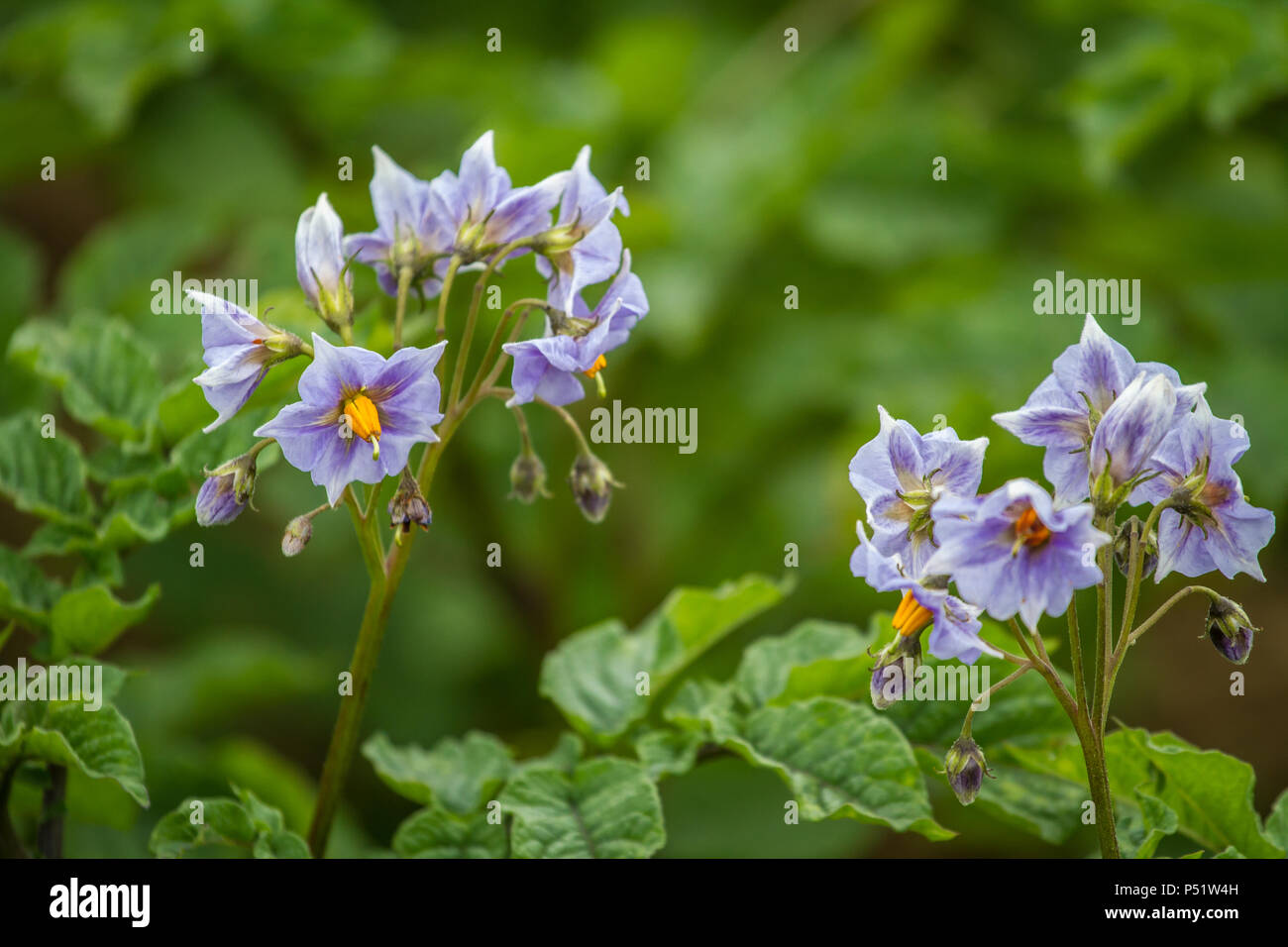 Potatoe piante in fiore [patata Solanum tuberosum] Foto Stock