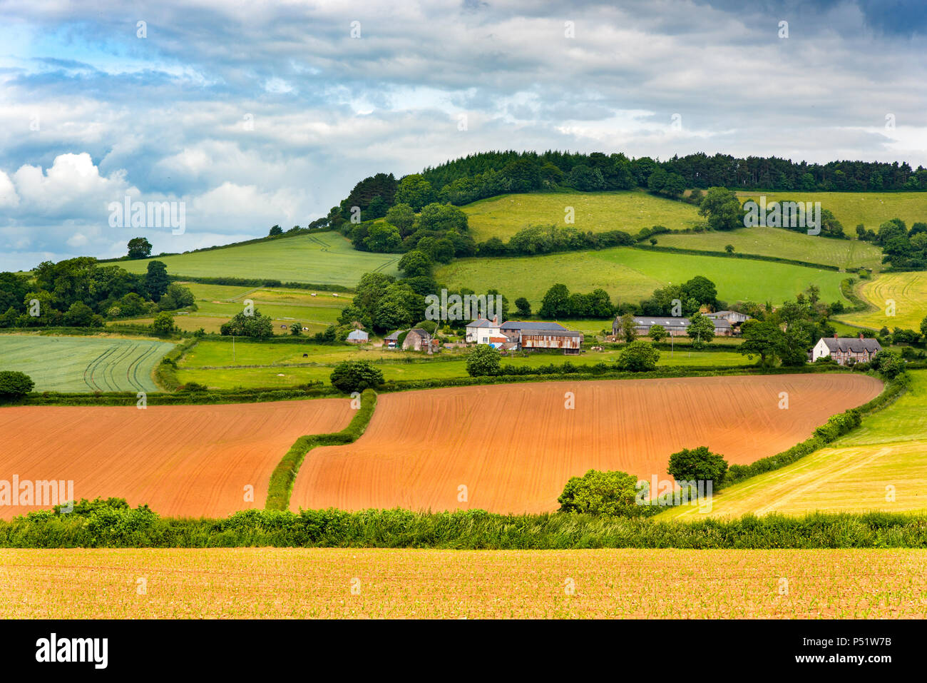 Terra rossa campi, tipico di East Devon, a minore Pinn Farm, vicino Otterton, Devon, Regno Unito. Foto Stock