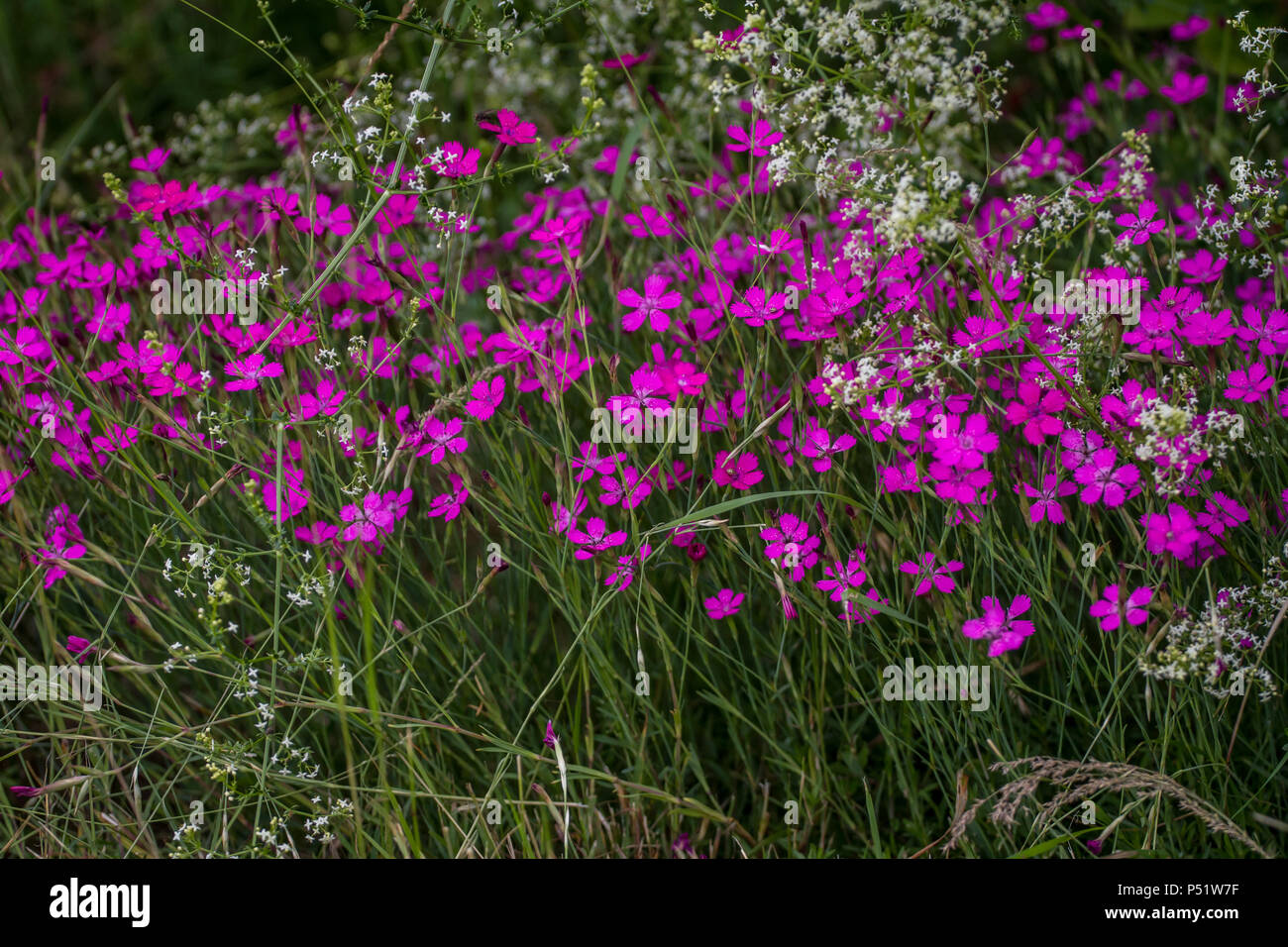 Certosino - Rosa Kartäusernelke - Dianthus carthusianorum Foto Stock