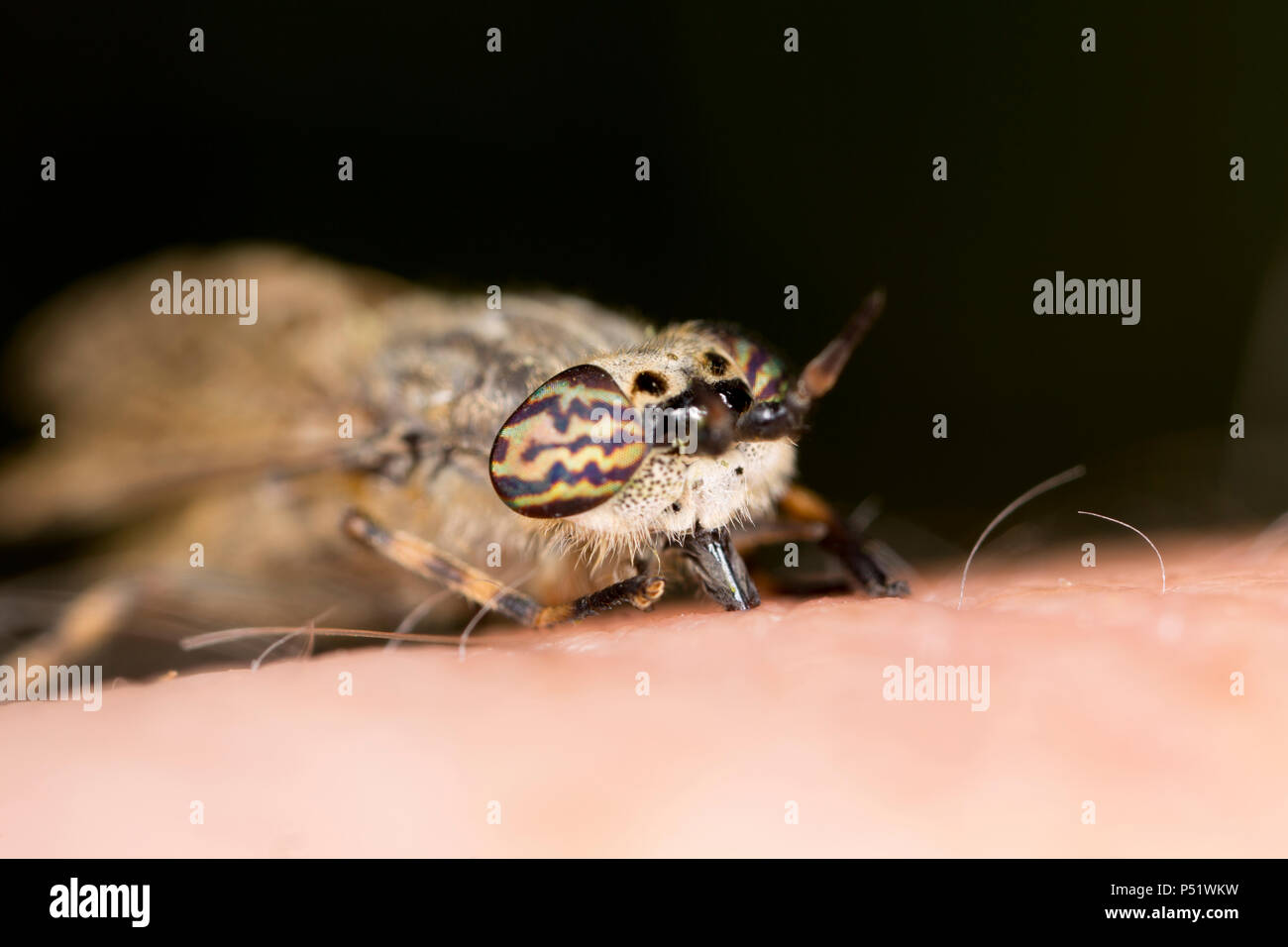 Un cavallo, famiglia Tabanidae, mordente in carne umana. Lancashire Inghilterra GB Foto Stock