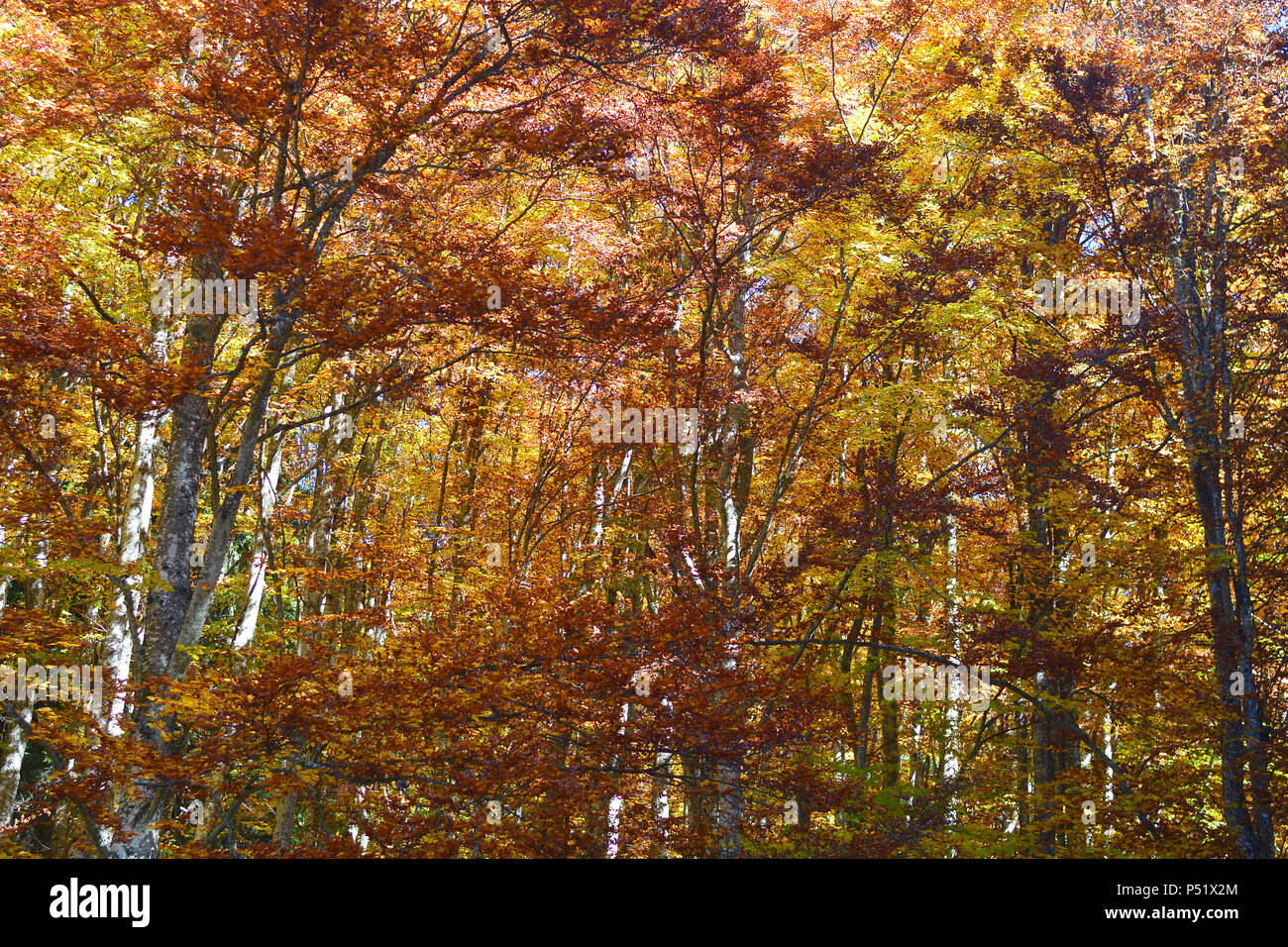 La foresta di autunno Foto Stock