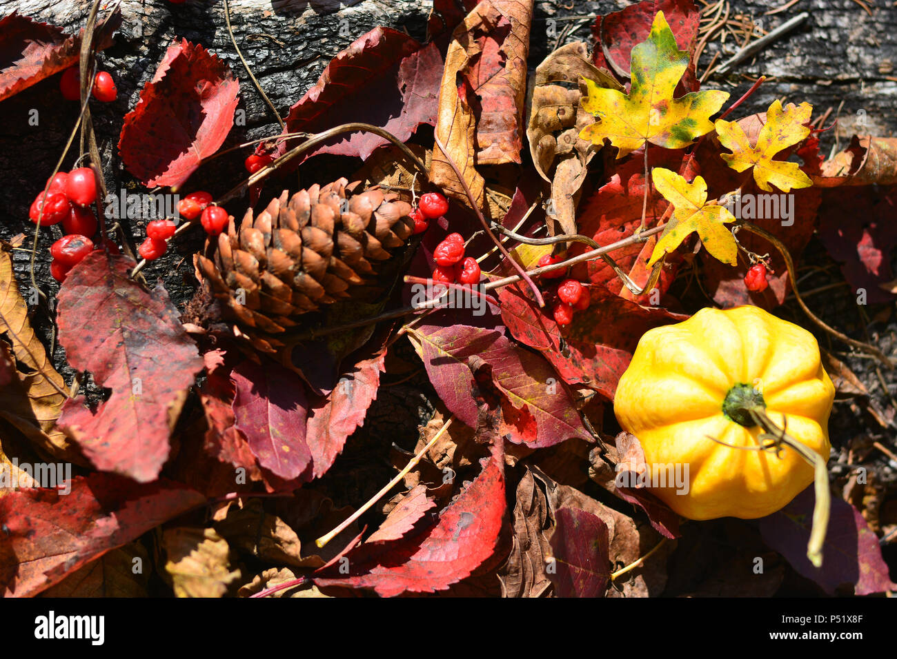 Pigne, foglie e una zucca, fondelli di autunno Foto Stock