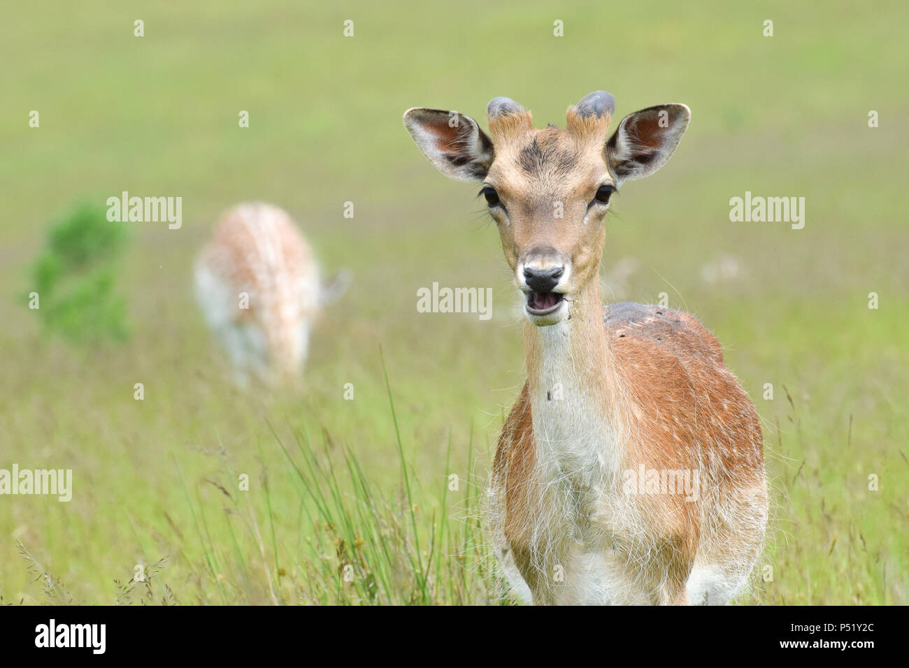 Cervi nel Knole Park, Sevenoaks Foto Stock