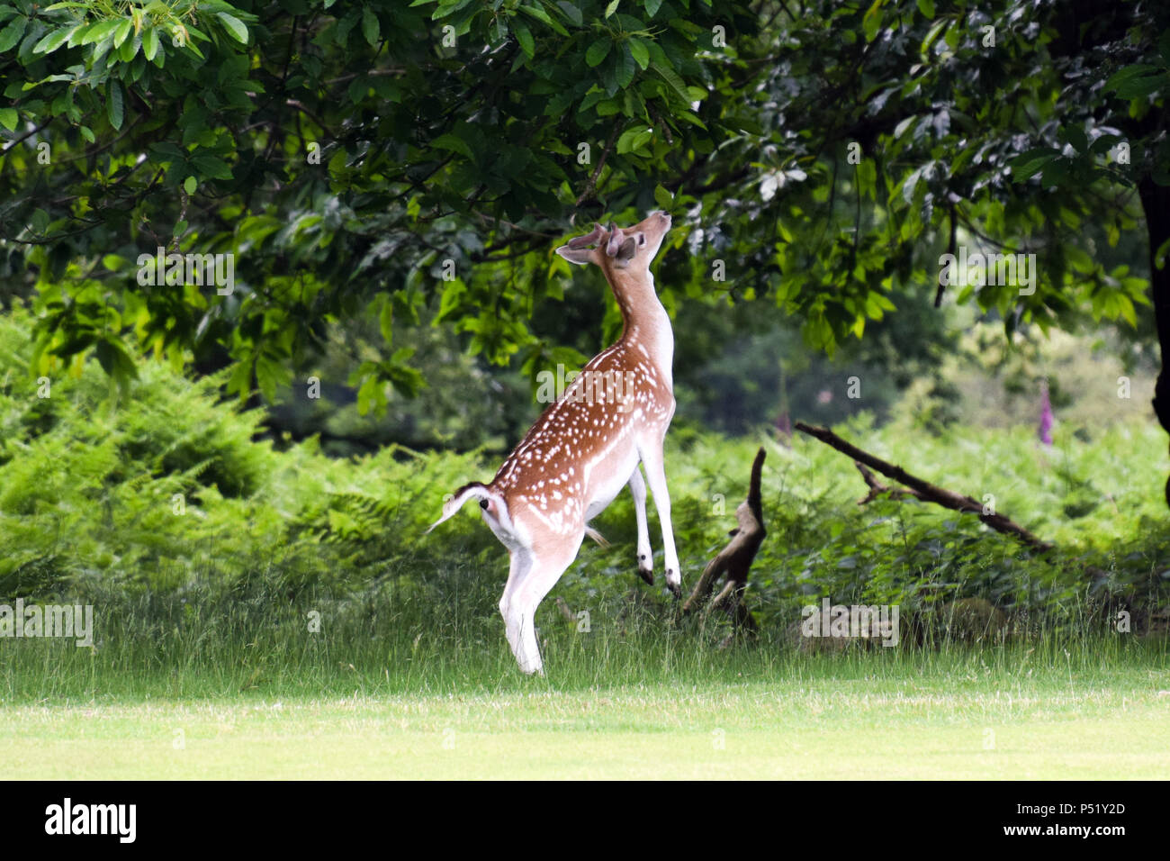 Cervi nel Knole Park, Sevenoaks Foto Stock