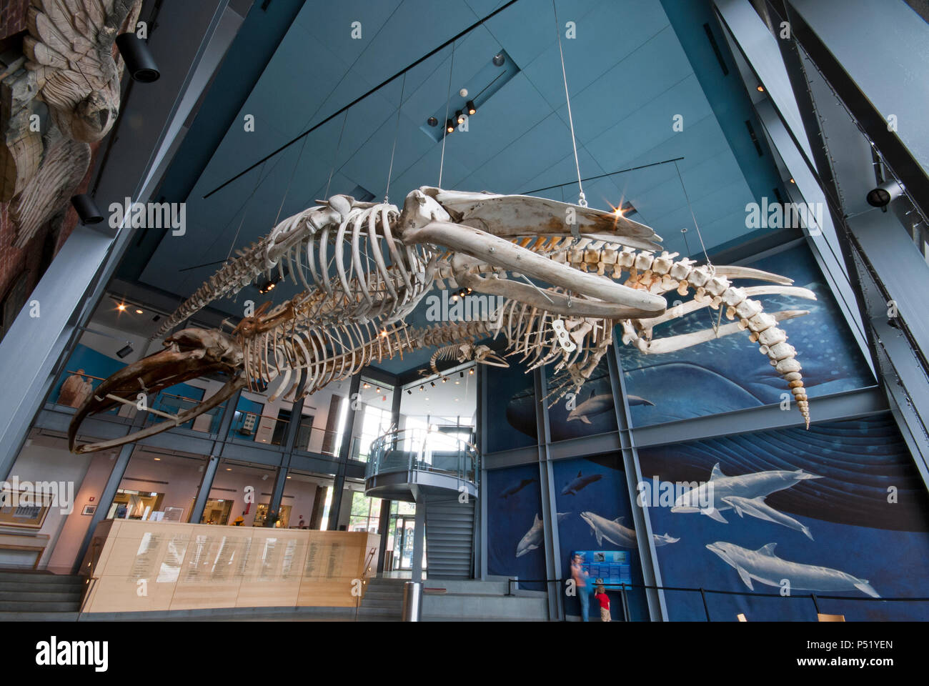 Scheletri di balena blu (Balaenoptera musculus) a New Bedford Whaling Museum di New Bedford, Bristol County, Massachusetts, STATI UNITI D'AMERICA Foto Stock