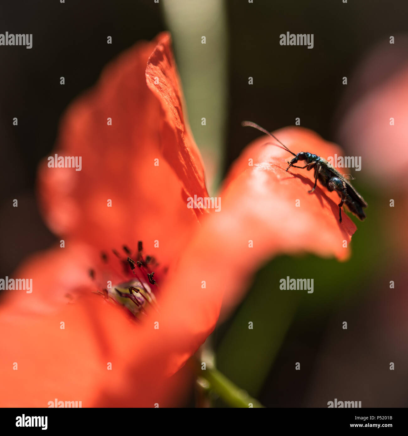 Un insetto solitario su una solitaria papavero. Foto Stock